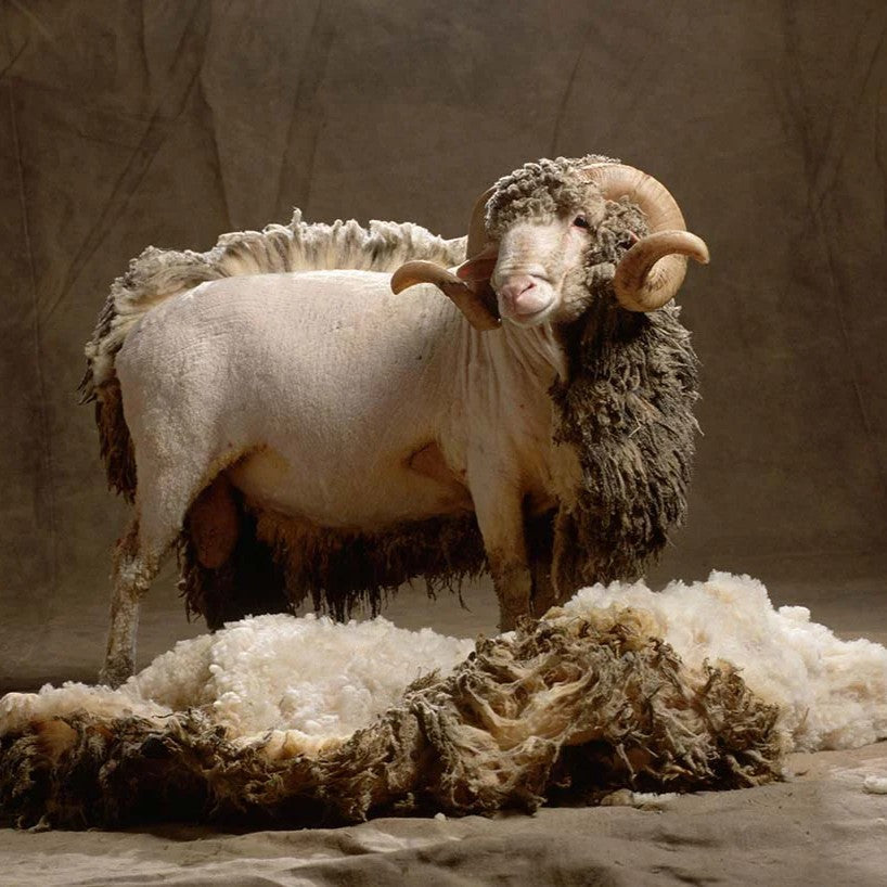 E09 : The untold story of Merino Wool