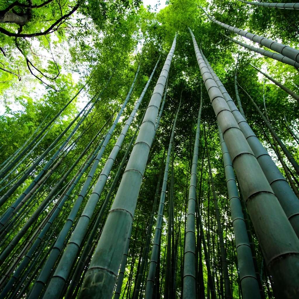 E08 : The Curious Case of Bamboo fabric